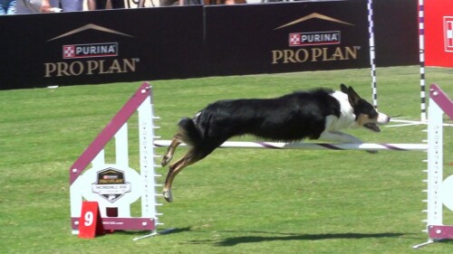 运动会策划与执行